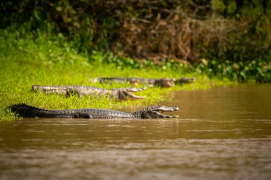 Expedição Bonito & Pantanal - MS - Foto 11