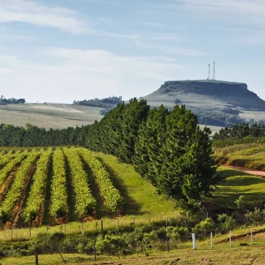 Expedição Bonito & Pantanal - MS - Foto 15