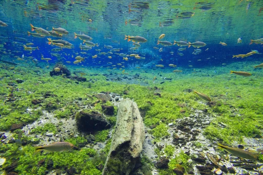 Expedição Bonito & Pantanal - MS - Foto 4